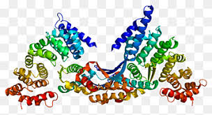 Foxp2, a gene implicated in a human speech and language disorder, has been suggested to contribute to language evolution. Protein Family Png Pngwing