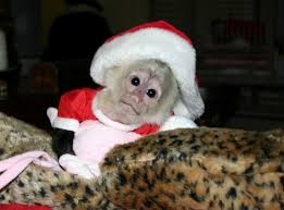 They are readily identified as the organ grinder monkey. Images Of Baby Cute Pet Monkey