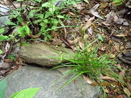 Image result for Scleria lithosperma