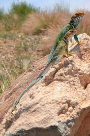 Glenn Mccrea Photography Reptiles And Amphibians Pet Turtle Lizard