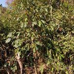 Image result for Diospyros squarrosa