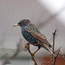 Pest management australia r j cartledge carpet cleaning & pest control pest control kensington jacka bros pest control pest control maylands pest control fremantle pest control, australian national pest management. Pest Bird Control Bait Toxin Products Agriculture And Food