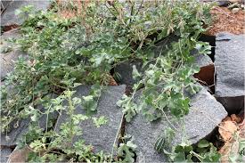 Image result for Cucumis prophetarum