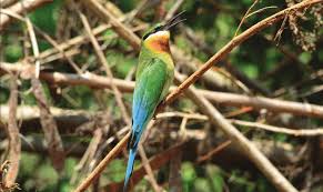 There are 4 bluetailed bee eater for sale on etsy, and they cost $110.93 on average. The Blue Tailed Bee Eater Merops Philippinus Download Scientific Diagram