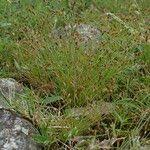 Image result for Bulbostylis densa