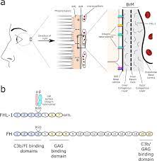Maybe you would like to learn more about one of these? Fhl 1 Interacts With Human Rpe Cells Through The A5b1 Integrin And Confers Protection Against Oxidative Stress Scientific Reports