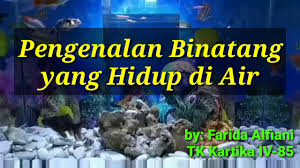 Haiwan hidup di air dan darat. Pengenalan Binatang Yang Hidup Di Air Youtube