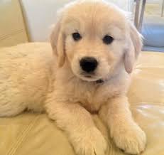 Résultat de recherche d'images pour 'image de golden retriever'