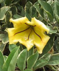 Image result for Solandra maxima