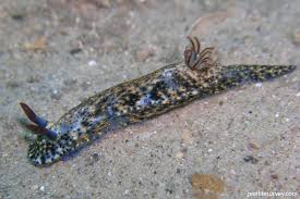 Image result for Eulophia obscura