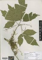 Image result for Allophylus ferrugineus