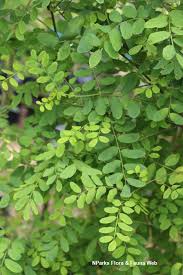 Image result for Ormocarpum schliebenii