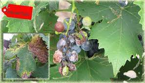 Maybe you would like to learn more about one of these? Cara Mengendalikan Hama Penyakit Pada Tanaman Anggur Ampuh Faunadanflora Com