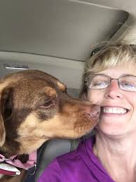 Lost b&w dog waiting for owner @ a Chatham shelter.