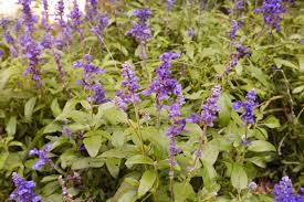 10 Plants That Could Kill You My Weekly