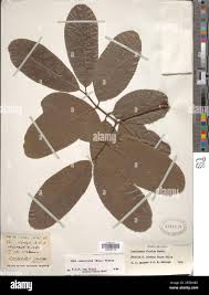 Image result for Saba comorensis