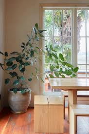 23 indoor plants for low light, perfect for brightening up your home. Favorite Houseplants For Direct Sun Flora Grubb Gardens