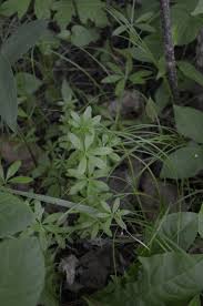 Image result for Galium scabrellum