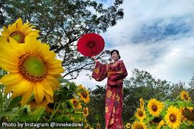 Tiba2 kepingin jd tukang kebun bunga, biar bisa brsma bunga terus & menikmati keindahan'a. Taman Bunga Nawari Selfie Di Kebun Bunga Matahari Dengan Kimono Cantik Yogyalagi Dotcom