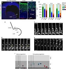 Check spelling or type a new query. Amplification Of Progenitors In The Mammalian Telencephalon Includes A New Radial Glial Cell Type Nature Communications