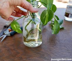 Water until it drains out the drainage holes. Pothos Propagation How To Prune Propagate Pothos