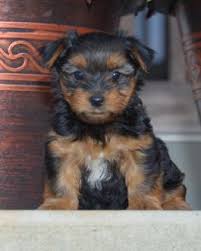 Though one of the smallest dog breeds, yorkshire terriers are feisty and spritely. Ck8res6xgymvpm