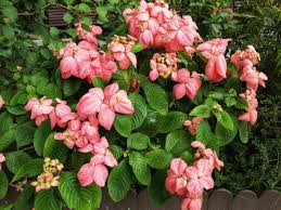 Image result for Mussaenda rivularis