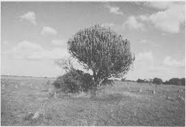 Image result for Rhamphicarpa brevipedicellata