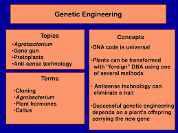 Therapeutic cloning and genome modification the rapid advances over the past few decades in biotechnologies involving somatic cells and gene therapy offer a great potential in regenerative medicine. Ppt Genetic Engineering Powerpoint Presentation Free Download Id 58422