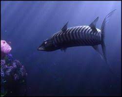 Finding nemo (2003) barracuda attack with healthbars. Barracuda Barracuda Animals Whale