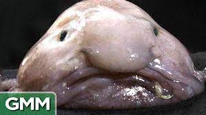 Top 5 Ugliest Animals Ranked Youtube