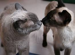 Adopting a cat from siamese rescue or a shelter. Siamese Cat Rescue Center Inc Linkedin