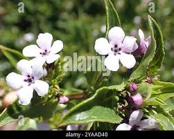 Image result for Teedia lucida