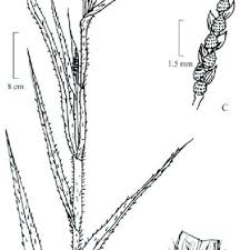 Image result for Hackelochloa granularis