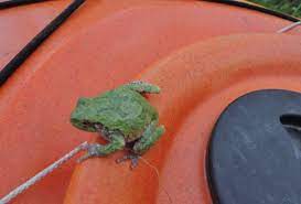 Tree frogs (including chorus frogs, peepers, and gray tree frogs) typically hibernate on land, often by burying themselves in the soil. Last Call For The Eastern Gray Treefrog Oakland County Blog