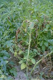 Verticillium wilt, also known as potato wilt, is a fungal disease that can be caused by either verticillium dahliae or verticillium alboratrum. Potato Solanum Tuberosum Verticillium Wilt Potato Early Dying Pacific Northwest Pest Management Handbooks