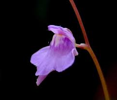 Image result for Utricularia arenaria