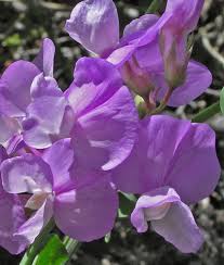 Image result for Lathyrus hygrophilus