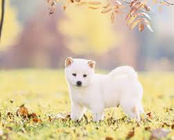 Maybe you would like to learn more about one of these? Shiba Inu Wallpapers Wallpaper Cave