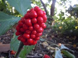 Image result for Arisaema