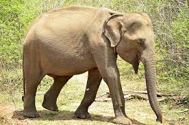 Asiatischer Elefant Sri Lanka Fotos Und Bilder