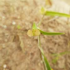 Image result for Commelina nigritana