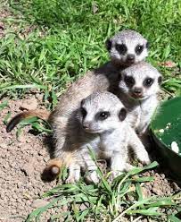 Meerkats Oakland Zoo Meerkat Cute Animals