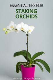 You should wait to stake a new growth until you see that it is in fact a flower spike and is as tall as the stake itself. How To Stake An Orchid With Pictures Smart Garden Guide In 2021 Orchid Plant Care Orchids Orchids Garden