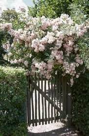 How To Propagate Cecile Brunner Roses Rose Cuttings Climbing Roses Trellis Plants