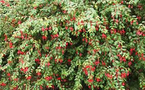 Maybe you would like to learn more about one of these? Seasonal Gardening September Trees Bushes And Shrubs