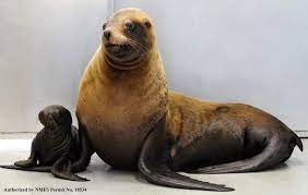 Another Stellar Sea Lion Pup For Parents Woody And Eden Sea Lion Newborn Animals Baby Animals Pictures