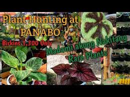 Pin On 81 Kind Of Anthurium Plants