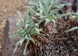 Image result for Dewildemania filifolia