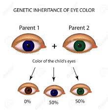 Genetic Inheritance Of Eye Color Brown Blue Green Eyes Infographics